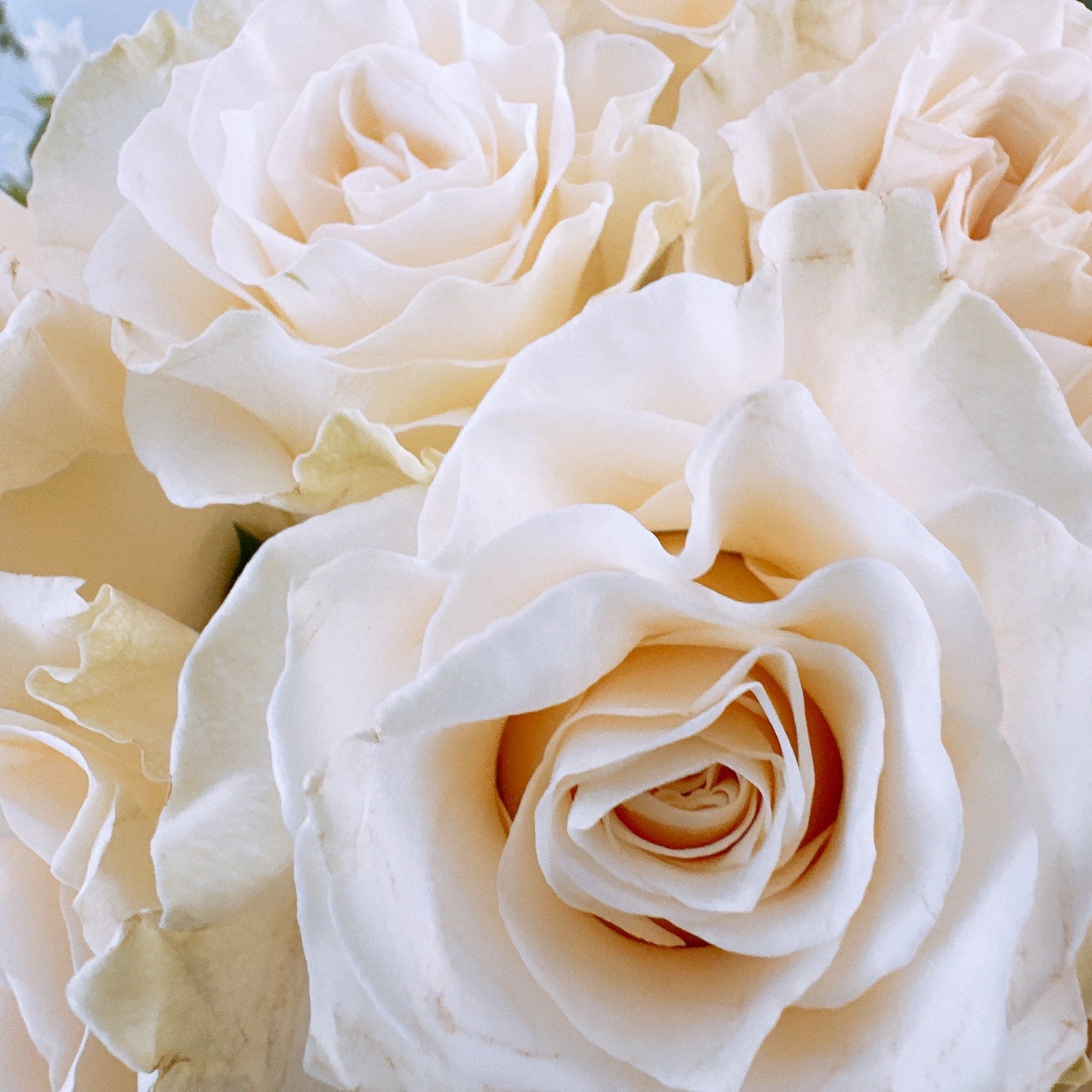 Rosiers blancs Mondial