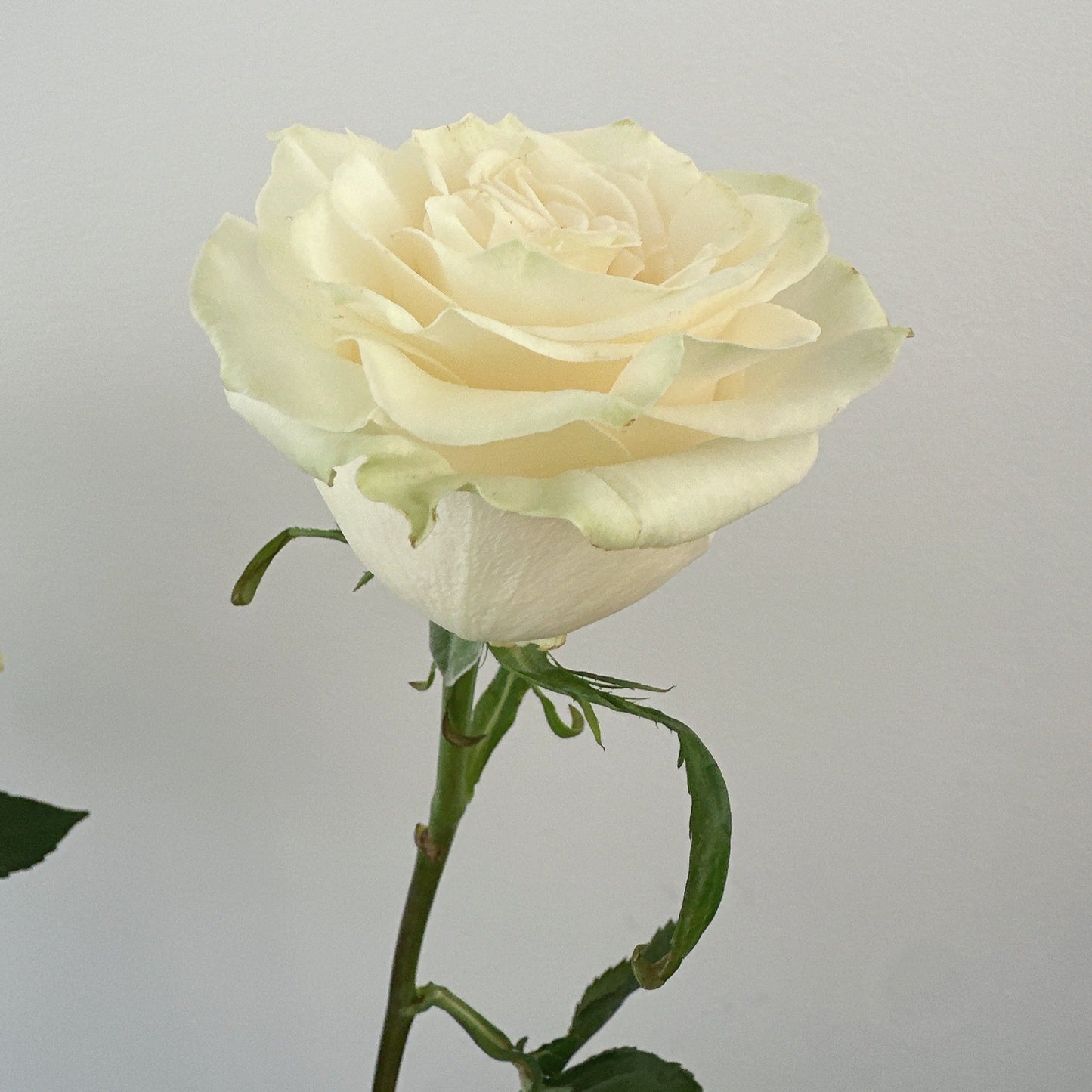 Rosiers blancs Mondial