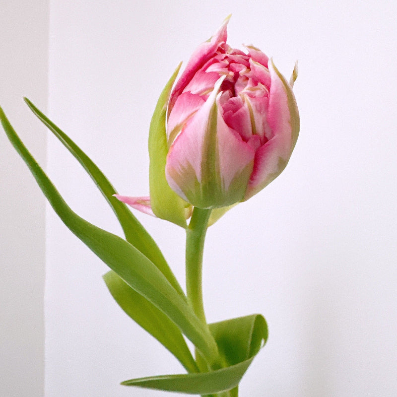 Bouquet de tulipes doubles