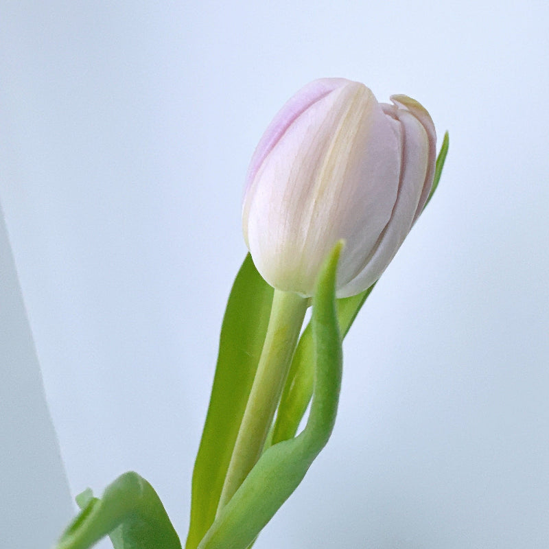 Bouquet de tulipes doubles