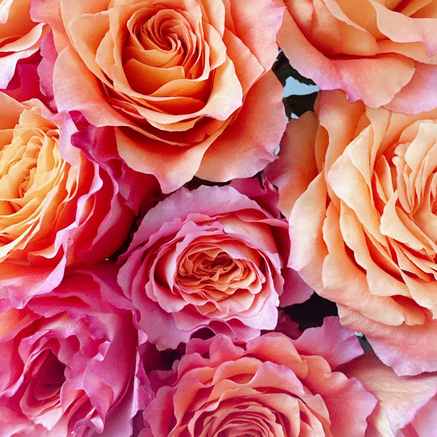 Roses d'esprit libre