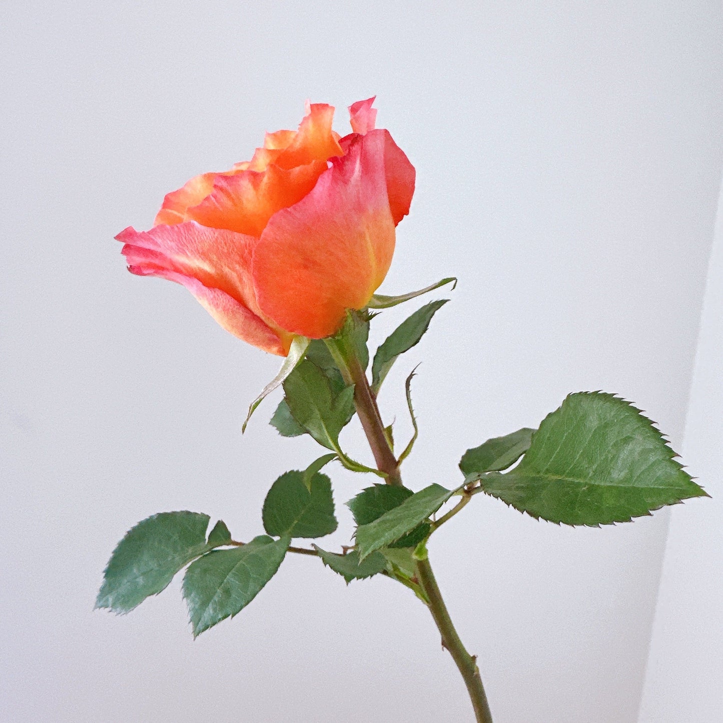 Roses d'esprit libre