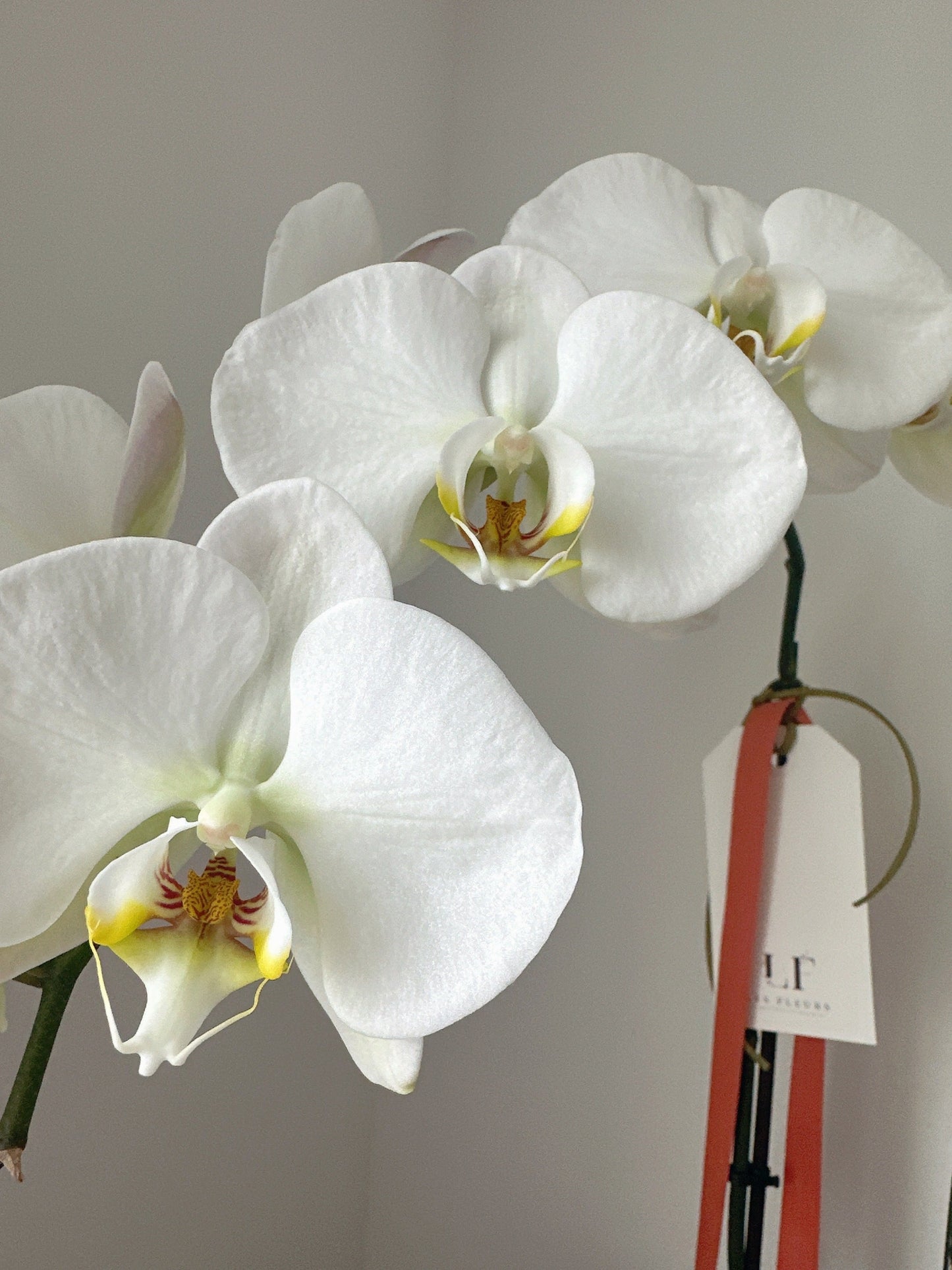 Phalaenopsis de haute qualité - blanc (2 tiges)