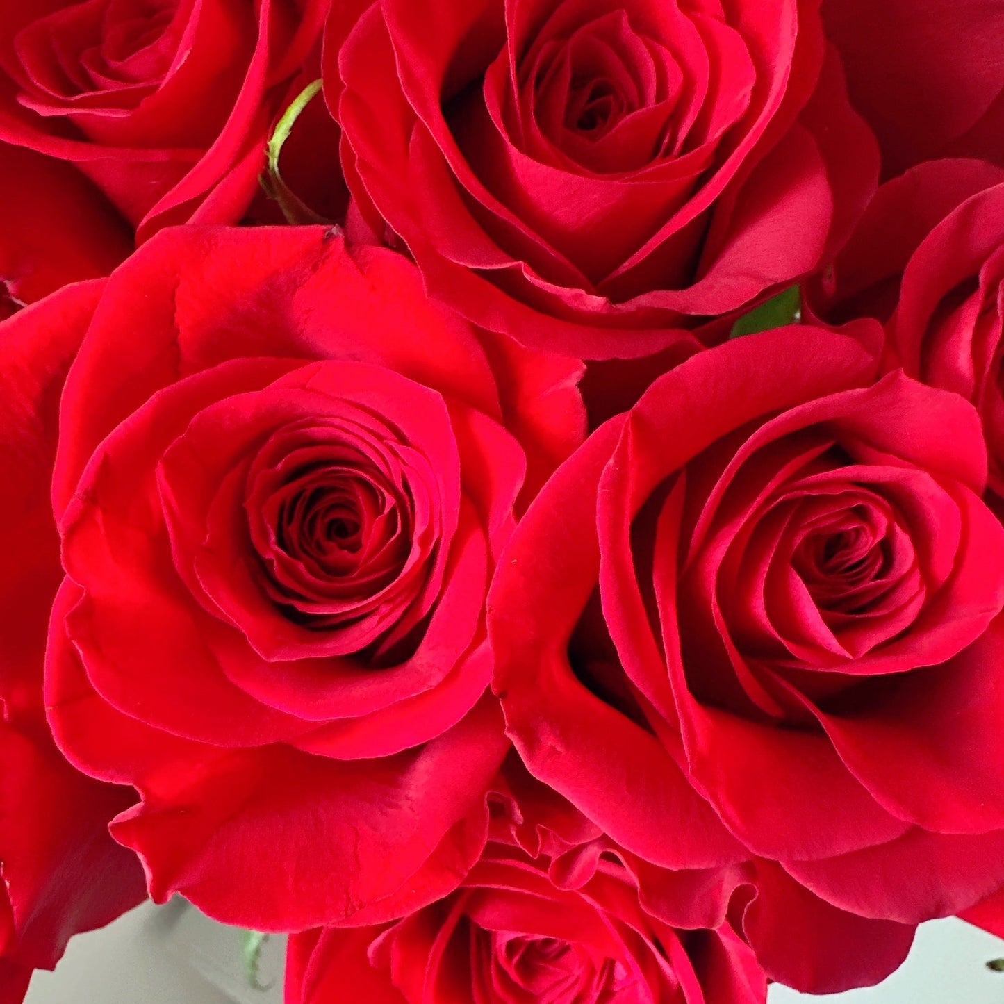 Red Roses