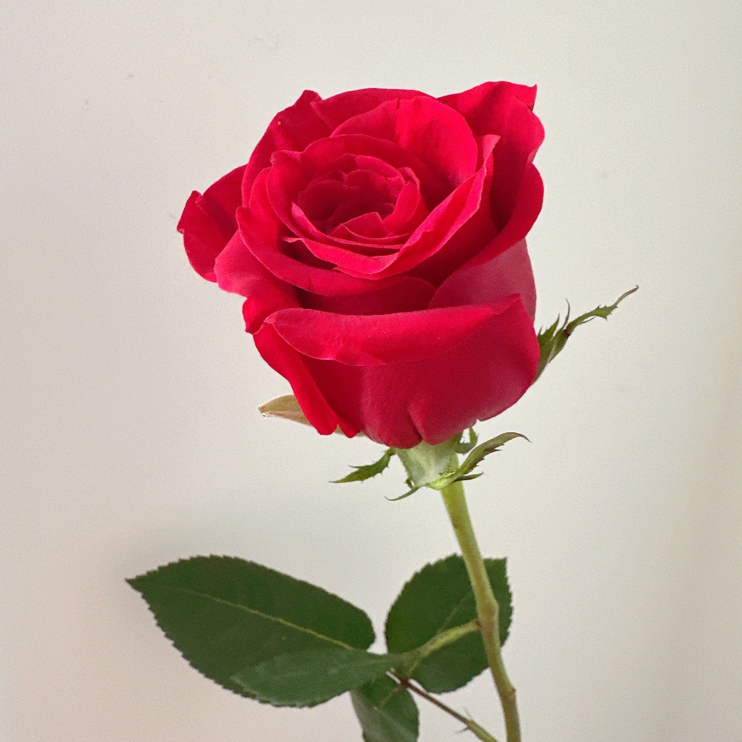 Red Roses