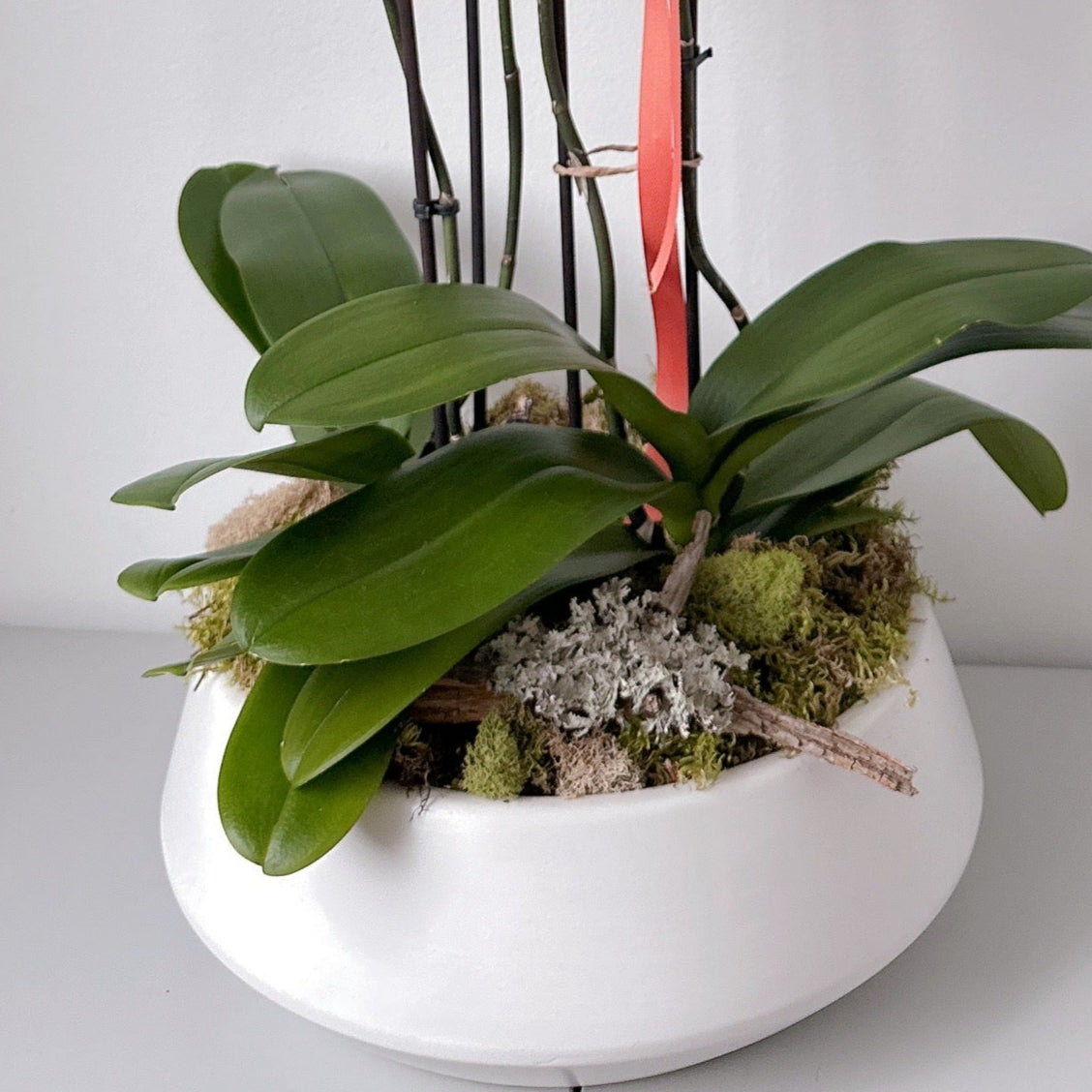 2 Phalaenopsis blancs de haute qualité (4 tiges)