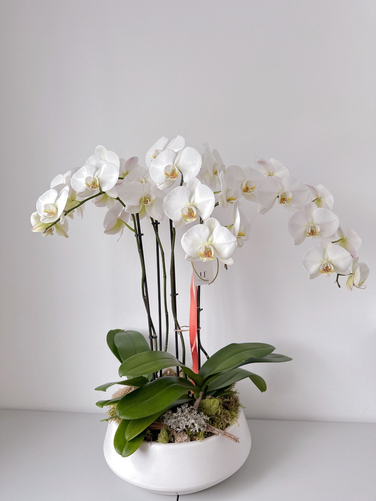2 Phalaenopsis blancs de haute qualité (4 tiges)