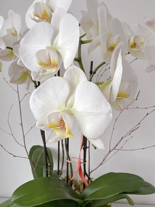 2 Phalaenopsis blancs de haute qualité (4 tiges)