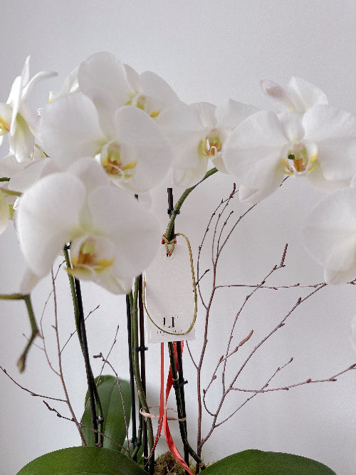 2 Phalaenopsis blancs de haute qualité (4 tiges)