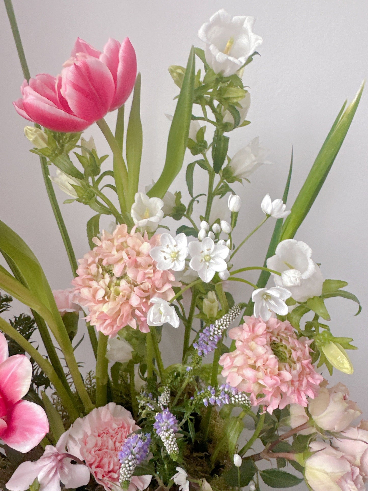 Jardin de Blush