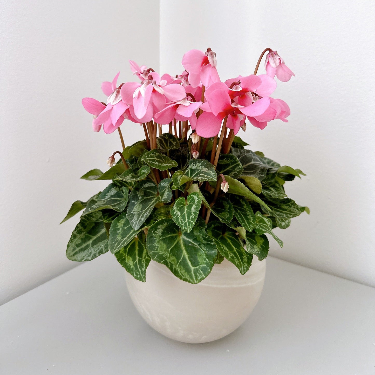Mini Cyclamen pink