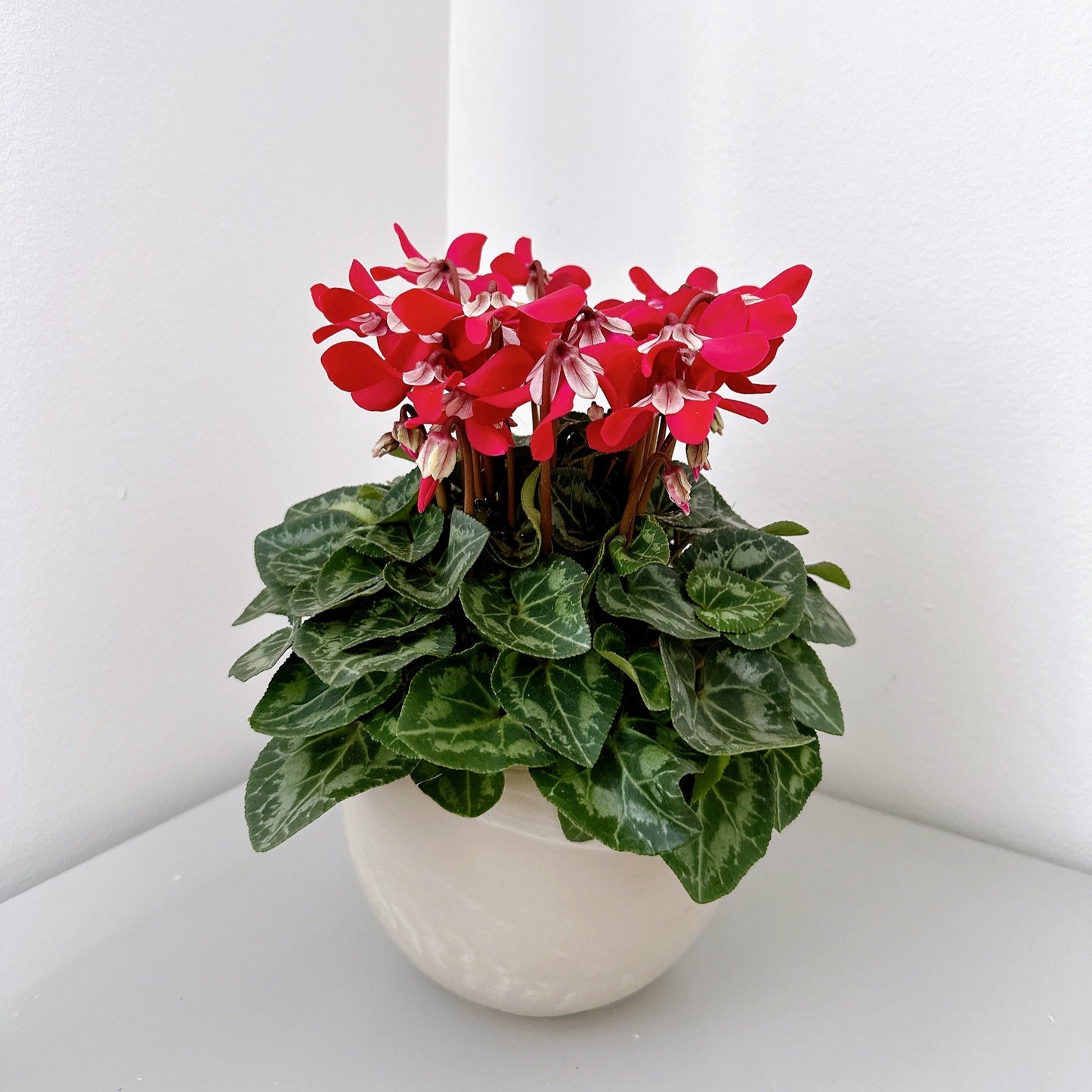 Mini Cyclamen rouge