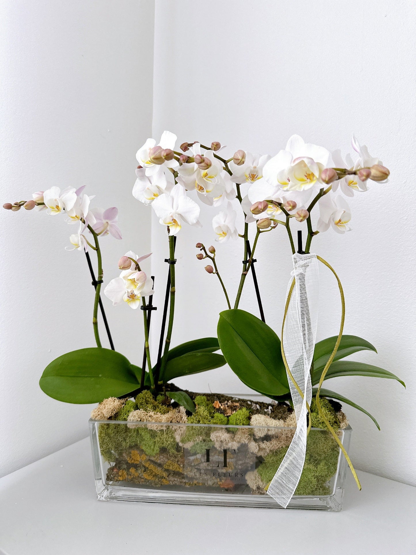Mini Phalaenopsis white
