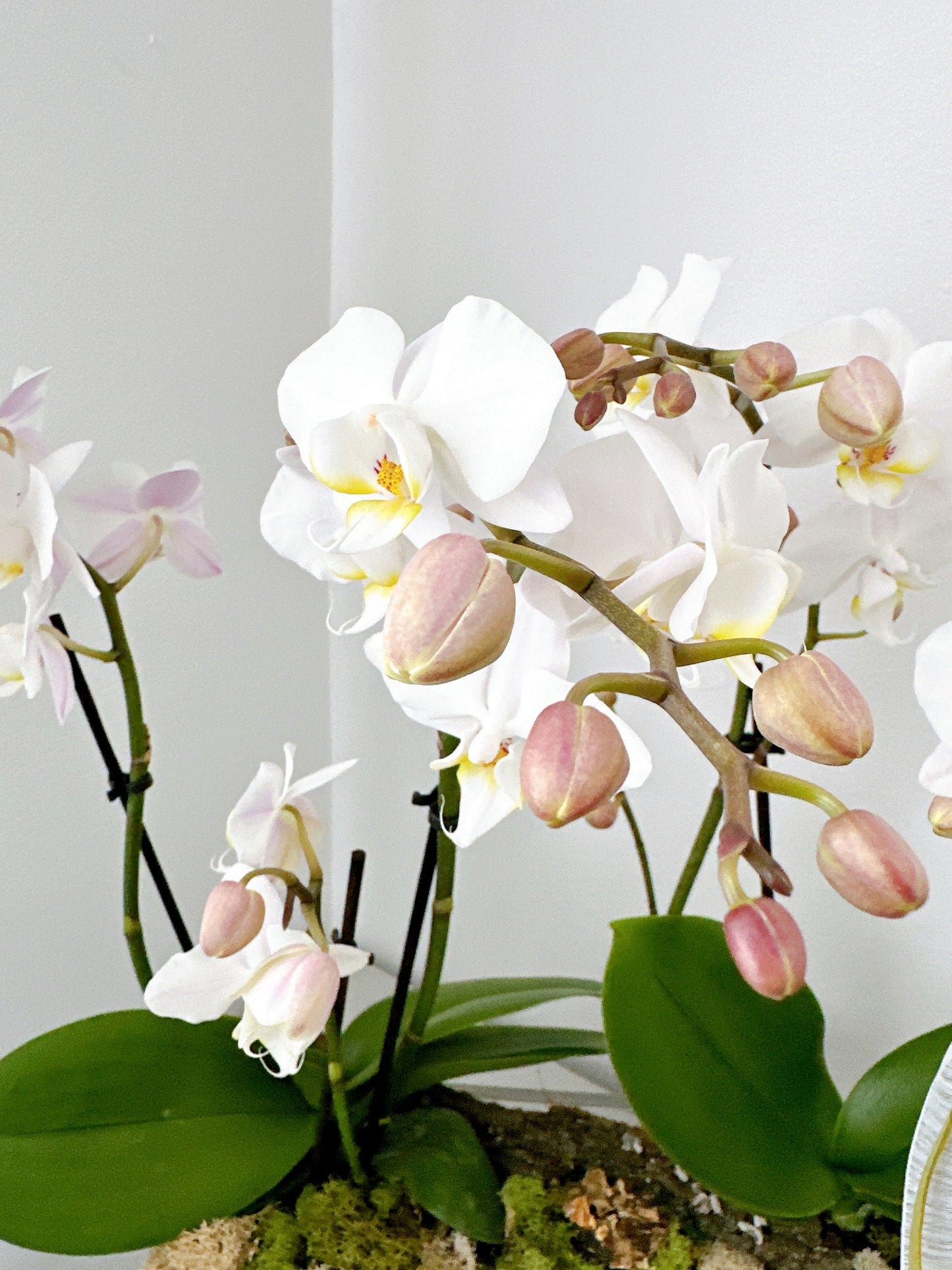 Mini Phalaenopsis white