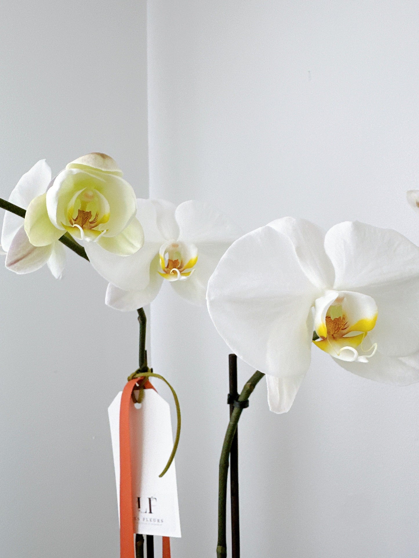 Phalaenopsis de haute qualité - blanc (2 tiges)