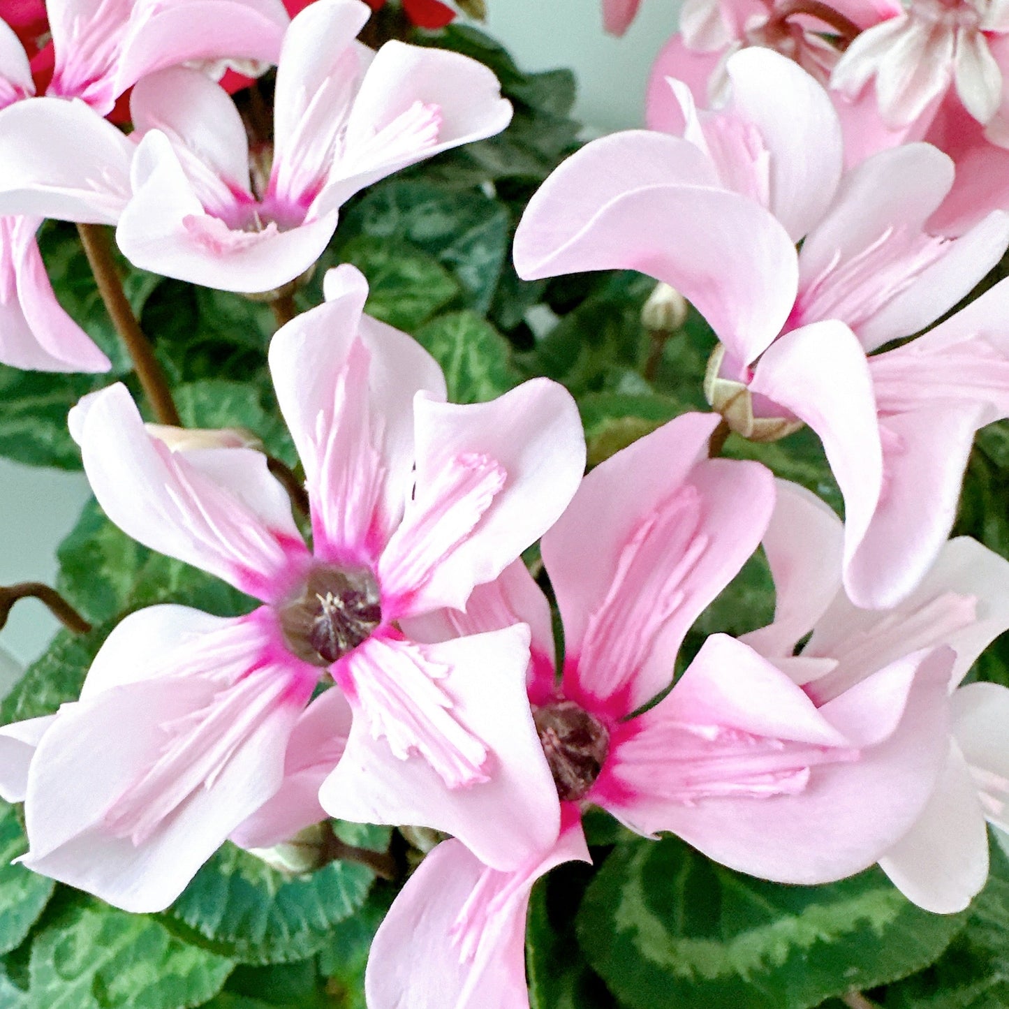 Mini Cyclamen bright pink