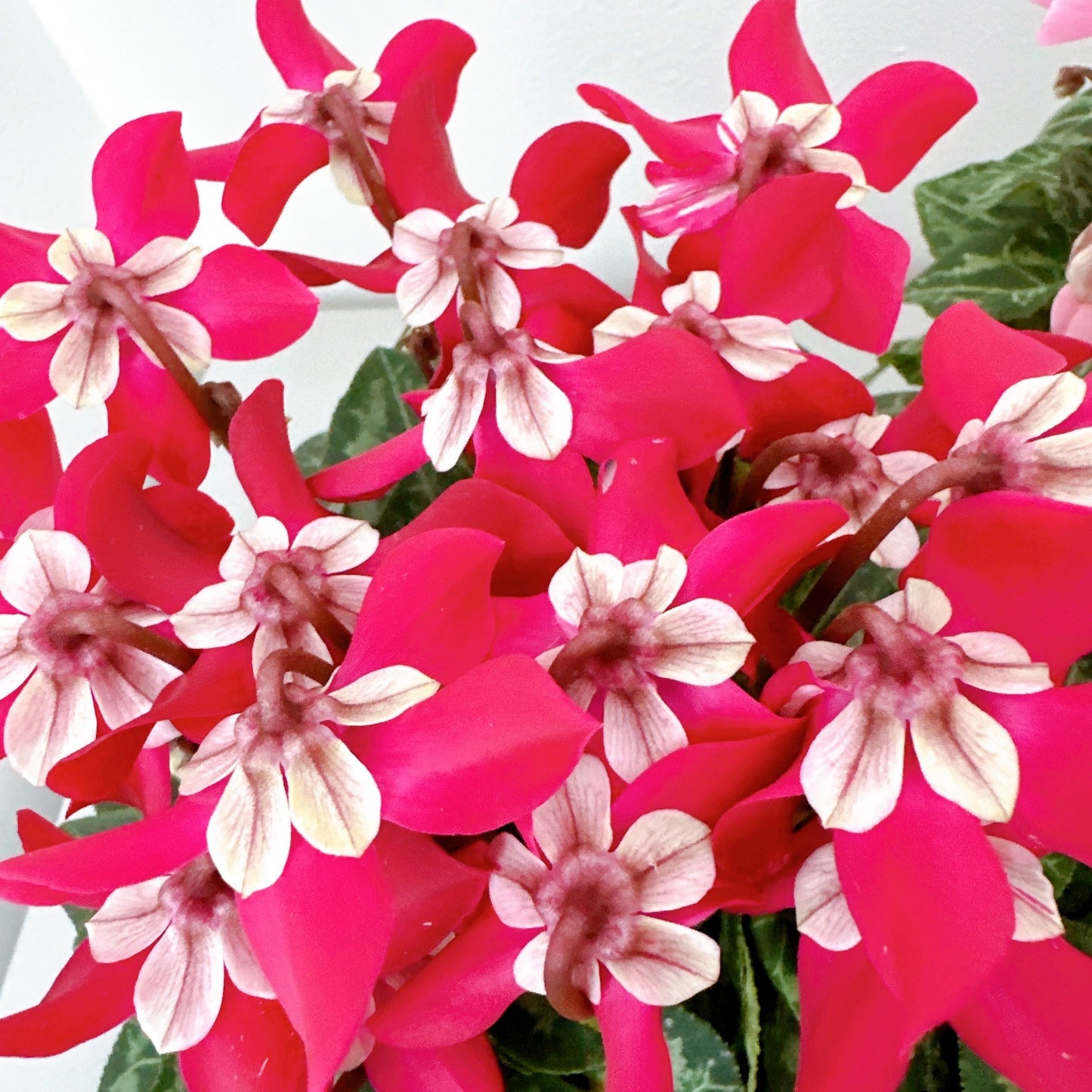 Mini Cyclamen rouge