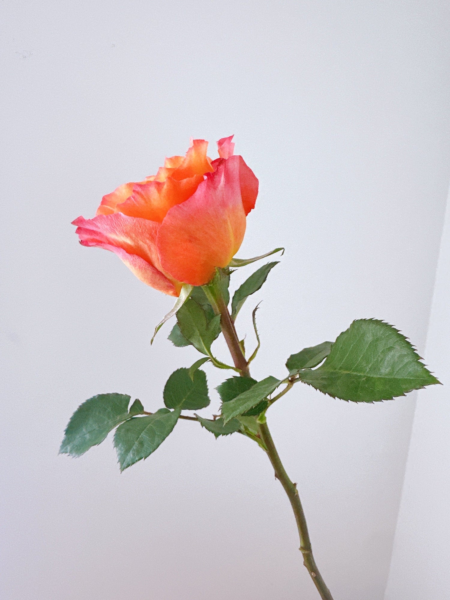 Roses