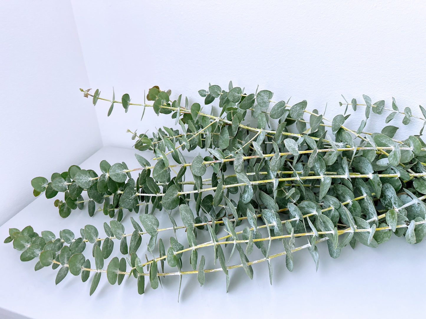 Bouquet d'eucalyptus frais