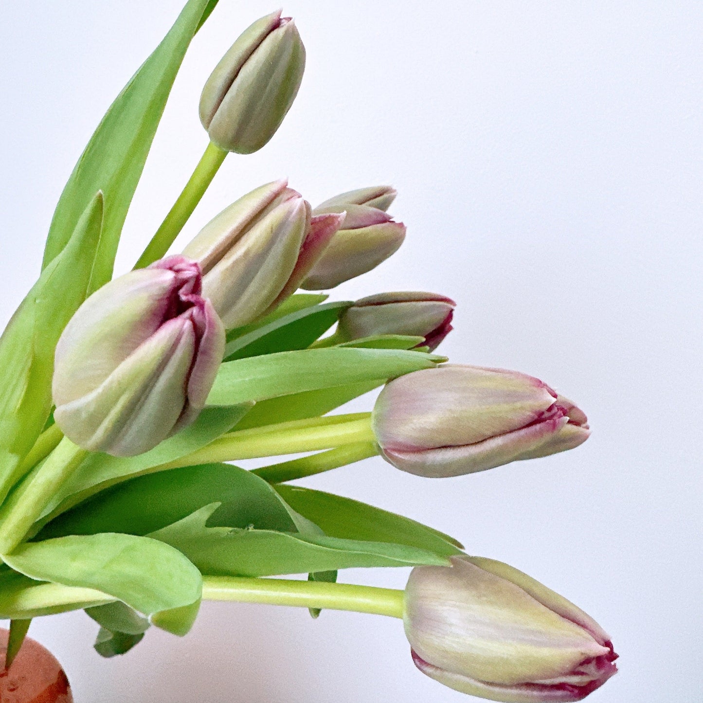 Tulip bouquet