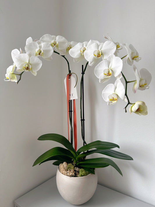 High Quality Phalaenopsis - white(2stems)