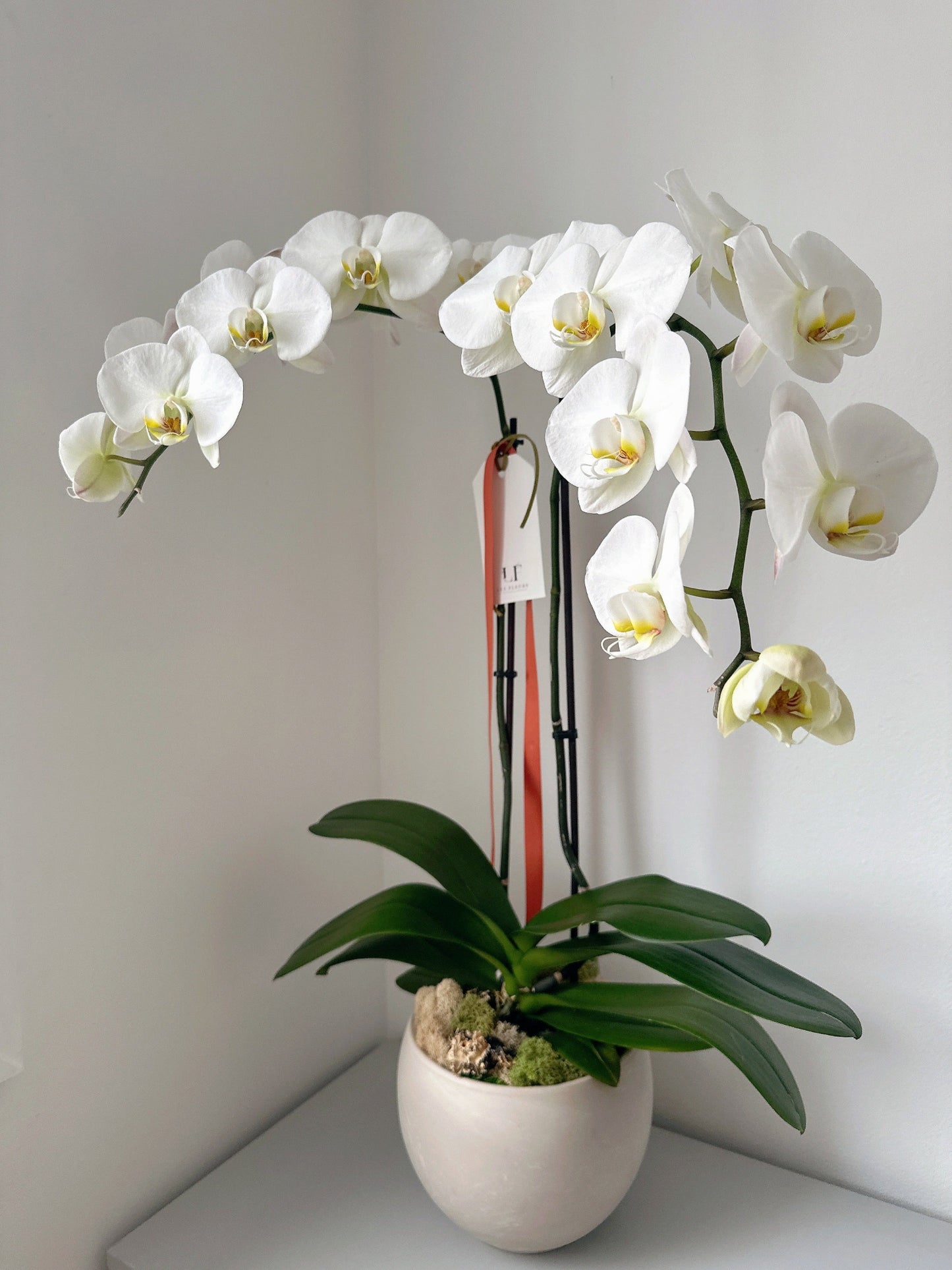 Phalaenopsis de haute qualité - blanc (2 tiges)