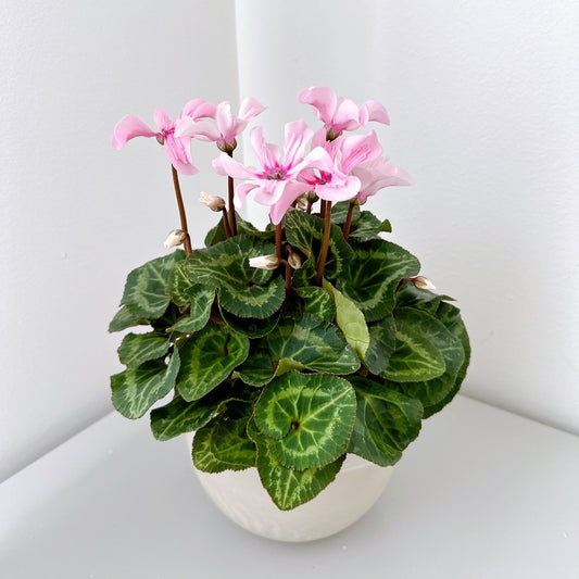 Mini Cyclamen bright pink